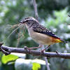 Spotted pardalote carrying nesting material
