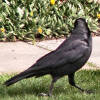 Australian raven