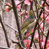 Silvereye in japonica