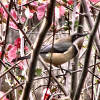 Eastern spinebill in japonica