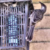 Opportunistic young red wattlebird collecting food from bug zapper