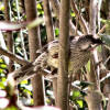 Red wattlebird in privet clump