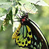 Gorgeous green, black and yellow butterfly