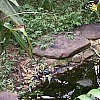 Streams and pools enhance the feeling of being in rain forest