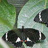 Two black and white butterflies