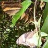 ...Brown butterflies resting near brown leaves...