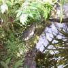 ...A stream in the butterfly house...