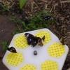 ...Differently coloured feeding stations ensure that all insects find food....