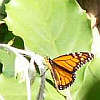orange butterfly rests on plant tendrils