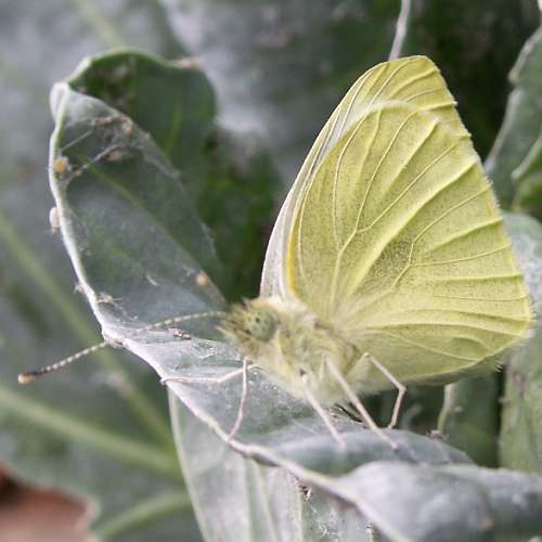 newly emerged butterfly