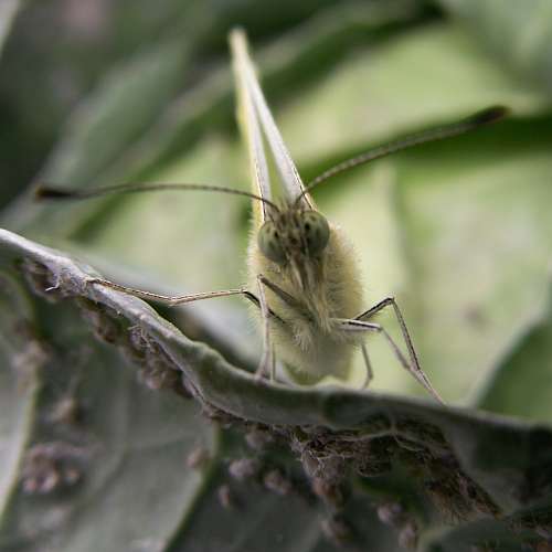 close view of cabbage butterfly