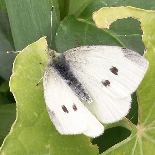 cabbage white butterfly