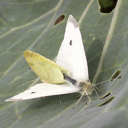 butterflies mating