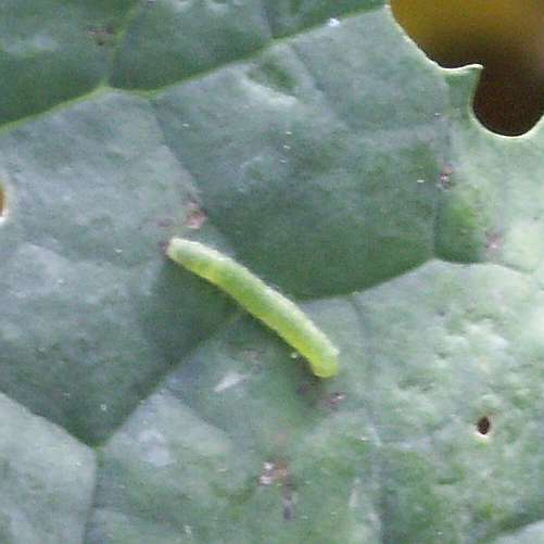 young cabbage caterpillar