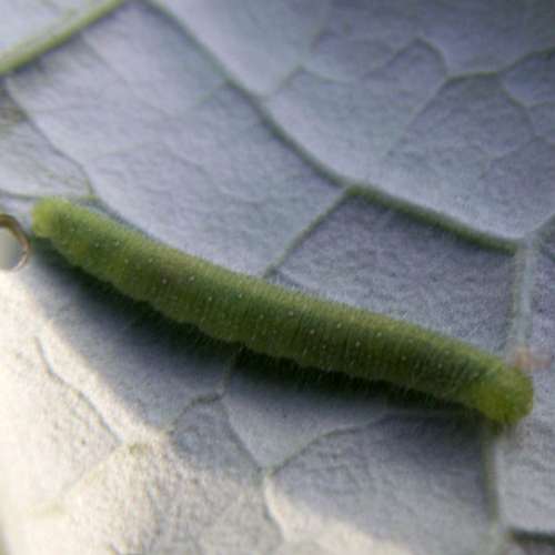 cabbage caterpillar