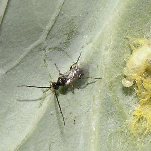 close view of apanteles glomeratus