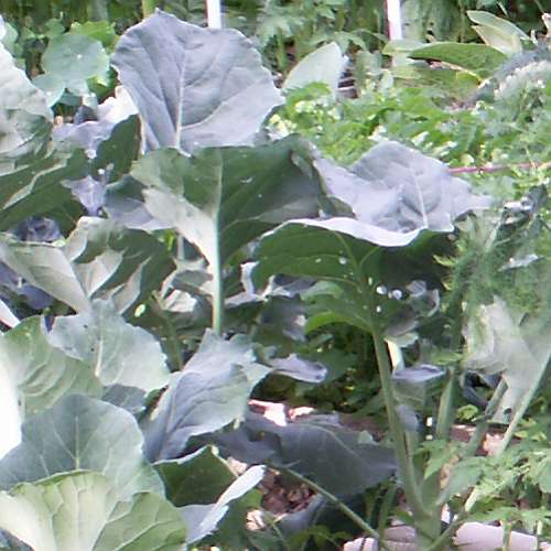 cabbages and broccoli