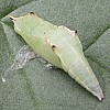 cabbage white butterfly chrysalis