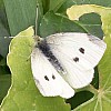 cabbage white butterfly