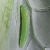 mature cabbage caterpillar