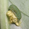 parasitic wasp larvae make cocoons