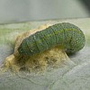 caterpillar slowly dies