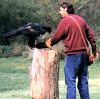 ...Handler proffers leather gauntleted arm to wedge-tailed eagle...