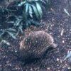 ...The echidna or spiny anteater, an egg-laying mammal... 