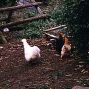 ...Bantam hens wander and scratch for food...