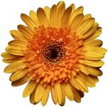 marigold photo