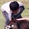 ...Two boys and a wallaby...