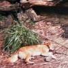 ...Dingo resting in enclosure...