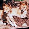 ...Dingoes--alert and beautiful...