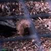 ...Echidna snapped through protective wire...