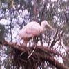...Egret on nest...