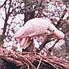 ...Egret on nest...