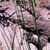 ...Monitor lizard enjoying the sunshine...