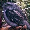 ...Tawny frogmouth watched by a grandpa and his boy...