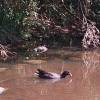 ...Swamphen on water...