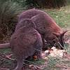 ...Wallabies feeding in natural surroundings...