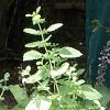 lemon balm flower spike