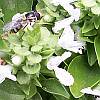 native bee on basil flowers