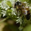 Bee on marjoram by Dean Slabak...