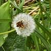 small butterfly on dandelion puff