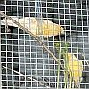 dandelion heads in cage wire
