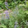 catmint plants