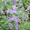 ...catmint about normal size... [35888 bytes]