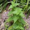 catnip plant in late spring