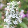 catnip flower close-up