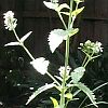 catnip flower spike